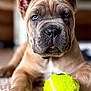 puppy, dog, tennis_ball, blue_eyes, indoor, carpet, close_up, pet, animal, cute, playful, fur, nose, paw, tongue, young_dog, domestic_animal, canine, lying_down, toy