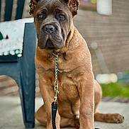 Hank The Tank joined the competition — help win amazing prizes! bench, blurred_background, brown_coat, canine, chain, close_up, collar, concrete, dog, eyes, face, large_dog, leash, mastiff, outdoor, paw, pet, porch, portrait, sitting