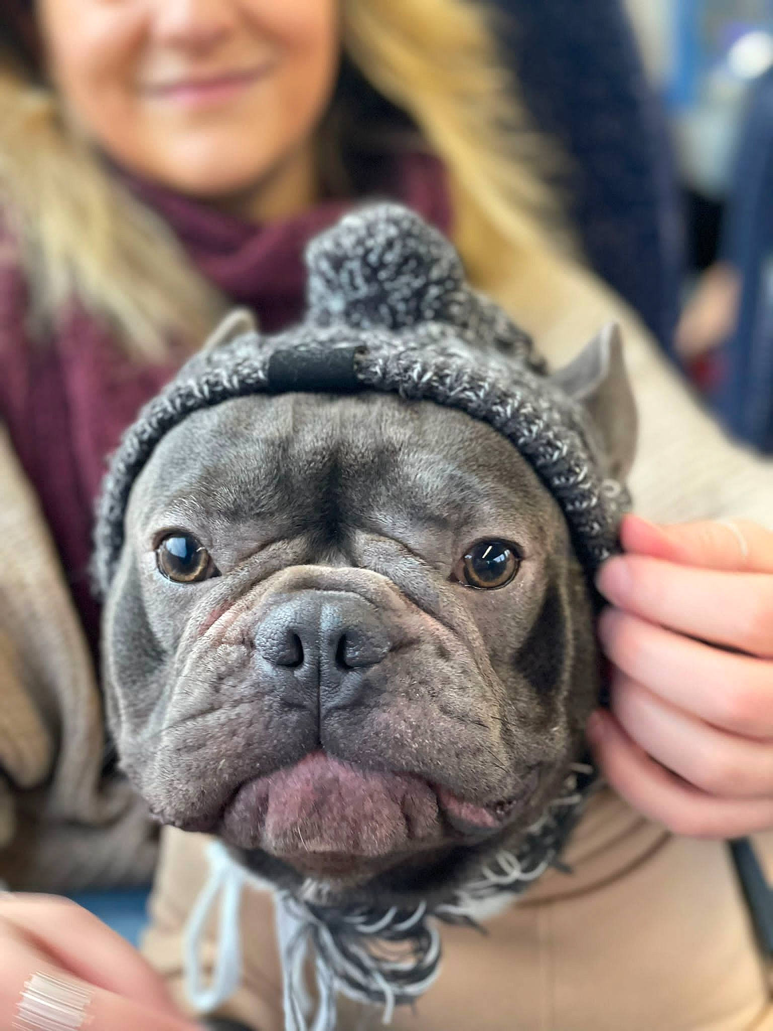 Blake joined the competition — help win amazing prizes! bulldog, canidae, carnivore, collar, companion_dog, dog, dog_breed, dog_collar, ear, fawn, happy, nose, photograph, smile, snout, sporting_group, terrestrial_animal, toy_dog, working_animal, wrinkle