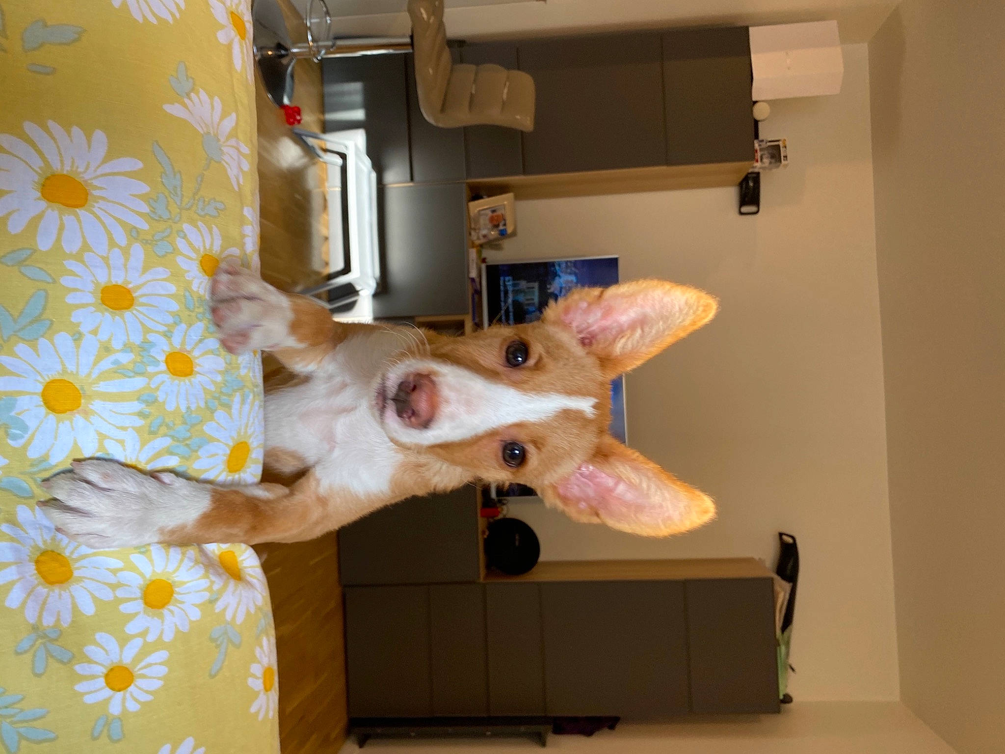 Sony participe au concours pour gagner de l'argent avec cette photo : art, canidae, carnivore, companion_dog, dog, dog_breed, door, fawn, flooring, flower, fun, gesture, plant, snout, sporting_group, tail, visual_arts, window, wood, working_animal