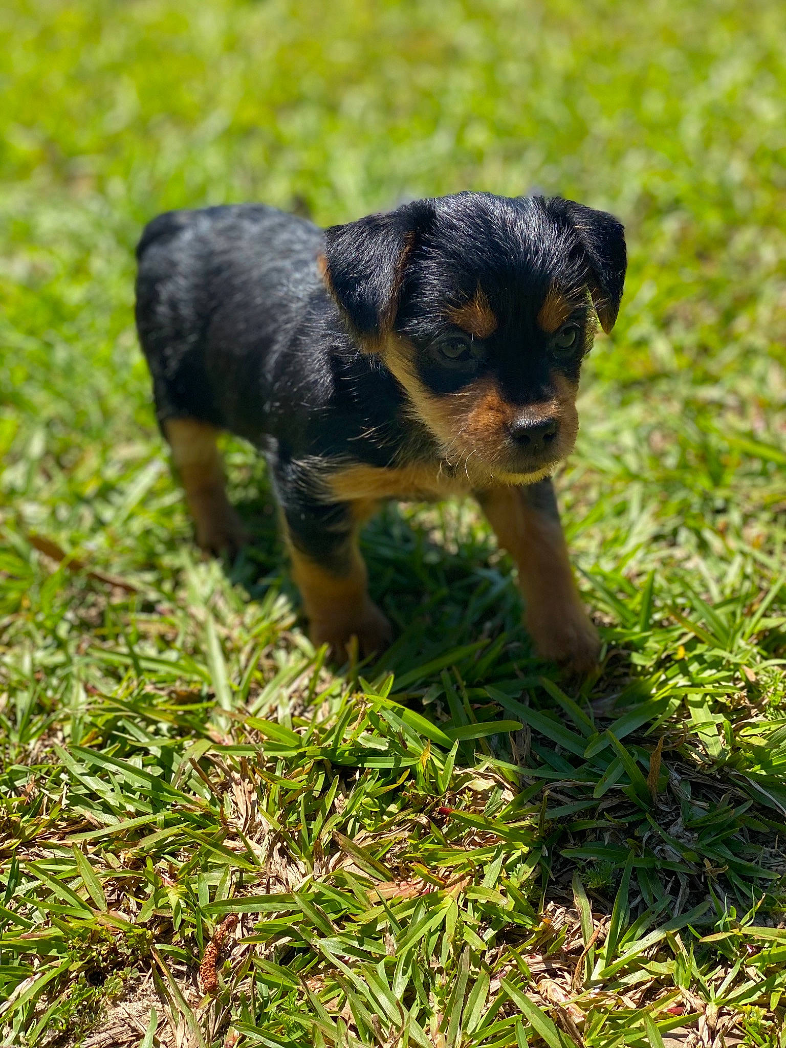 Ace joined the competition — help win amazing prizes! black_and_tan_terrier, canidae, carlin_pinscher, carnivore, companion_dog, dog, dog_breed, german_pinscher, grass, huntaway, jagdterrier, mammal, miniature_pinscher, pinscher, plant, puppy, rare_breed_dog, transylvanian_hound, vertebrate, working_dog