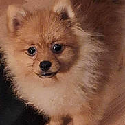 Akira participe au concours pour gagner de l'argent avec cette photo : dog, puppy, pomeranian, fluffy, cute, pet, animal, indoor, wooden_floor, small, fur, ears, black_nose, eyes, tail, standing, domestic, companion, adorable, face