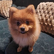 Akira participe au concours pour gagner de l'argent avec cette photo : adorable, animal, brown, companion, couch, cozy, cute, dog, domestic, face, fluffy, friendly, fur, indoor, looking_up, pet, pillows, pomeranian, sitting, small_dog