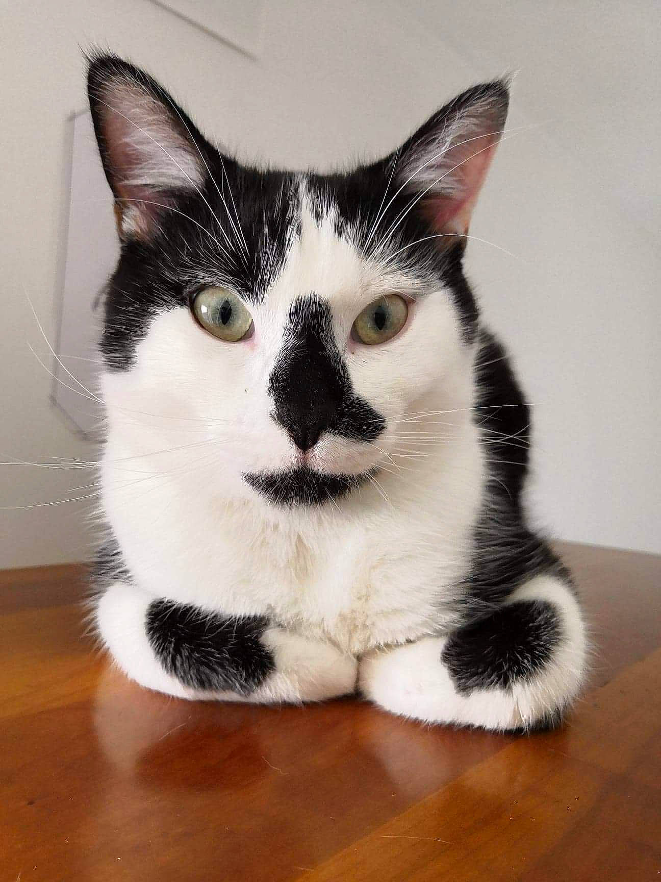 Obi-wan participe au concours pour gagner de l'argent avec cette photo : aegean_cat, american_shorthair, american_wirehair, asian, black_and_white, carnivore, cat, domestic_short_haired_cat, european_shorthair, eye, felidae, japanese_bobtail, kitten, mammal, polydactyl_cat, small_to_medium_sized_cats, snout, tail, vertebrate, whiskers