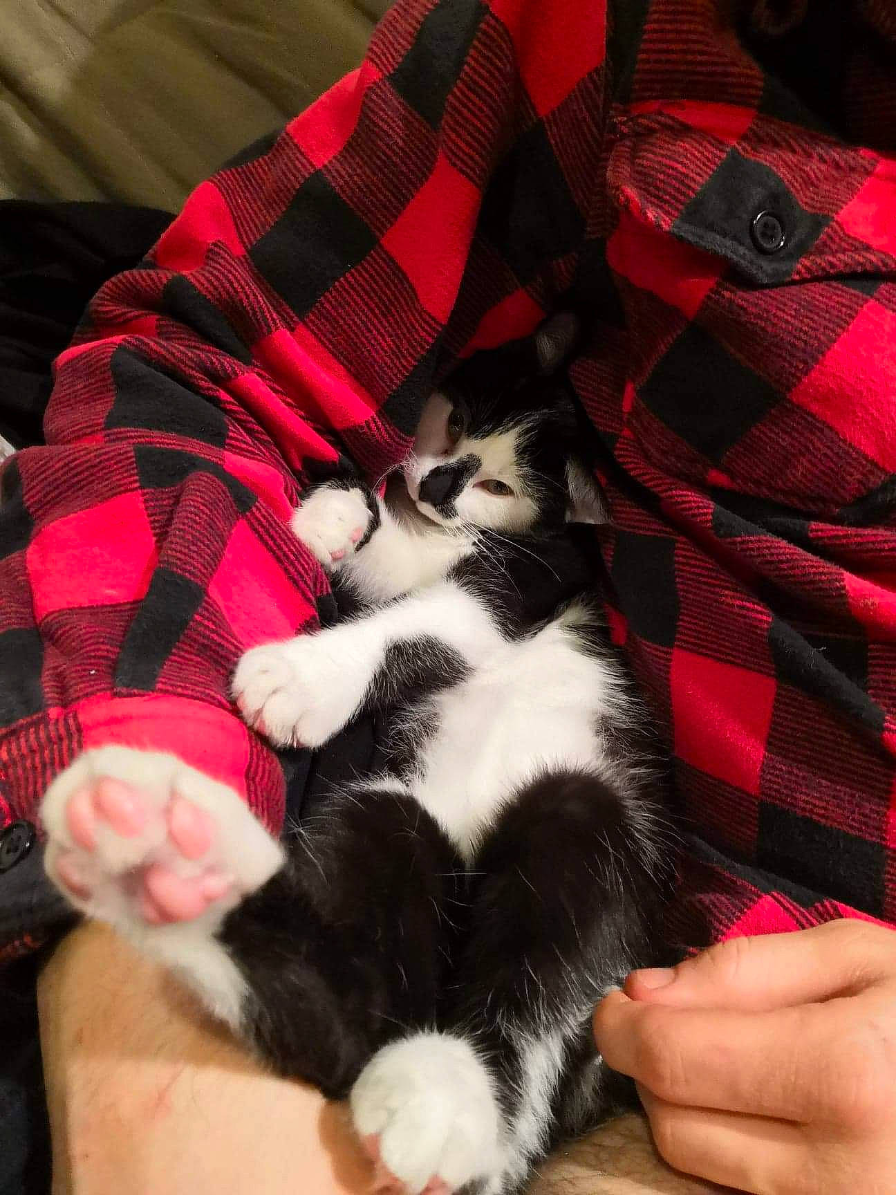 Obi-wan participe au concours pour gagner de l'argent avec cette photo : carnivore, cat, domestic_short_haired_cat, felidae, fur, kitten, mammal, norwegian_forest_cat, paw, polydactyl_cat, small_to_medium_sized_cats, tail, whiskers