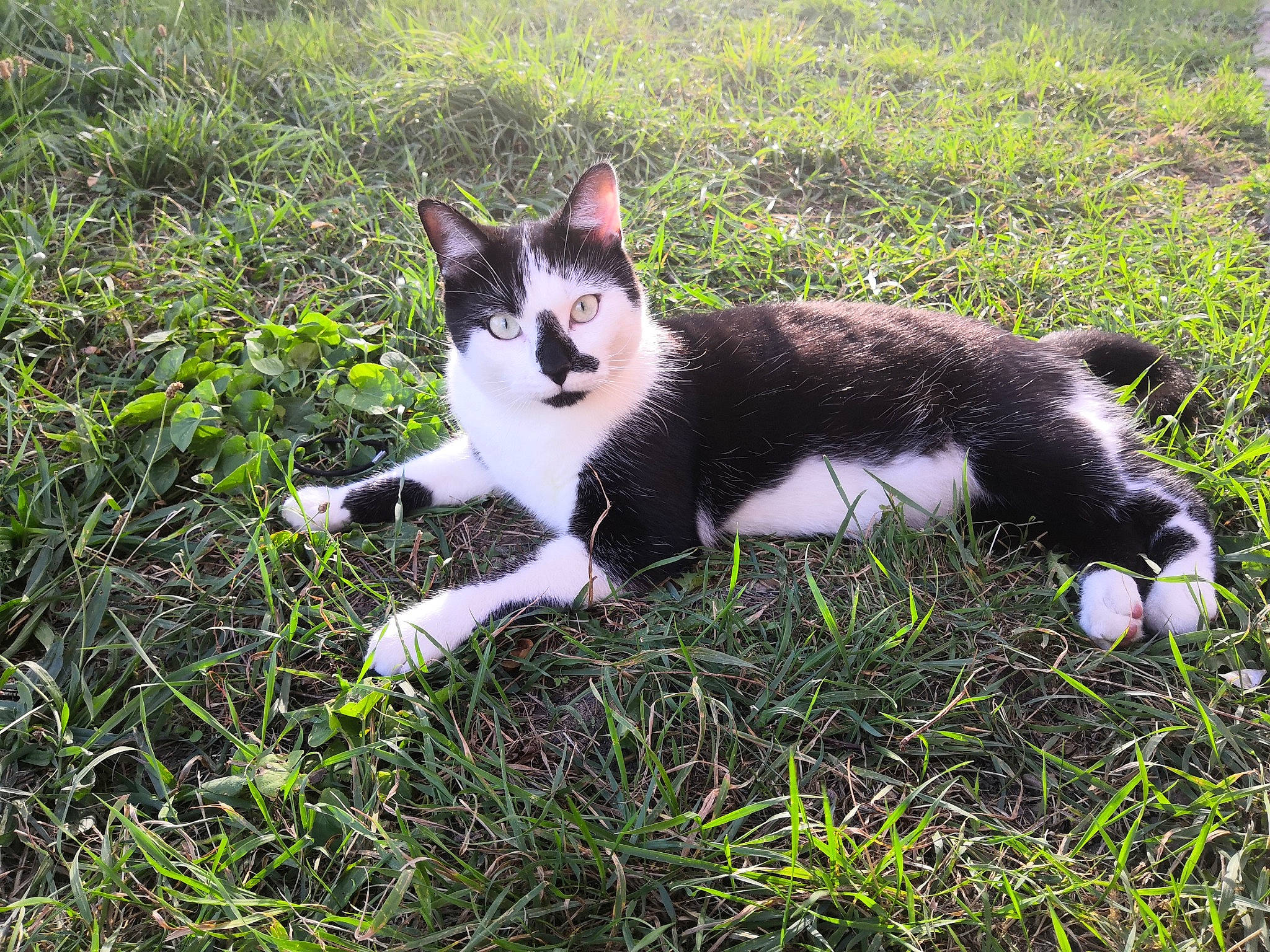 Obi-wan participe au concours pour gagner de l'argent avec cette photo : aegean_cat, american_wirehair, canidae, carnivore, cat, domestic_short_haired_cat, felidae, grass, mammal, plant, small_to_medium_sized_cats, sporting_group, tail, whiskers