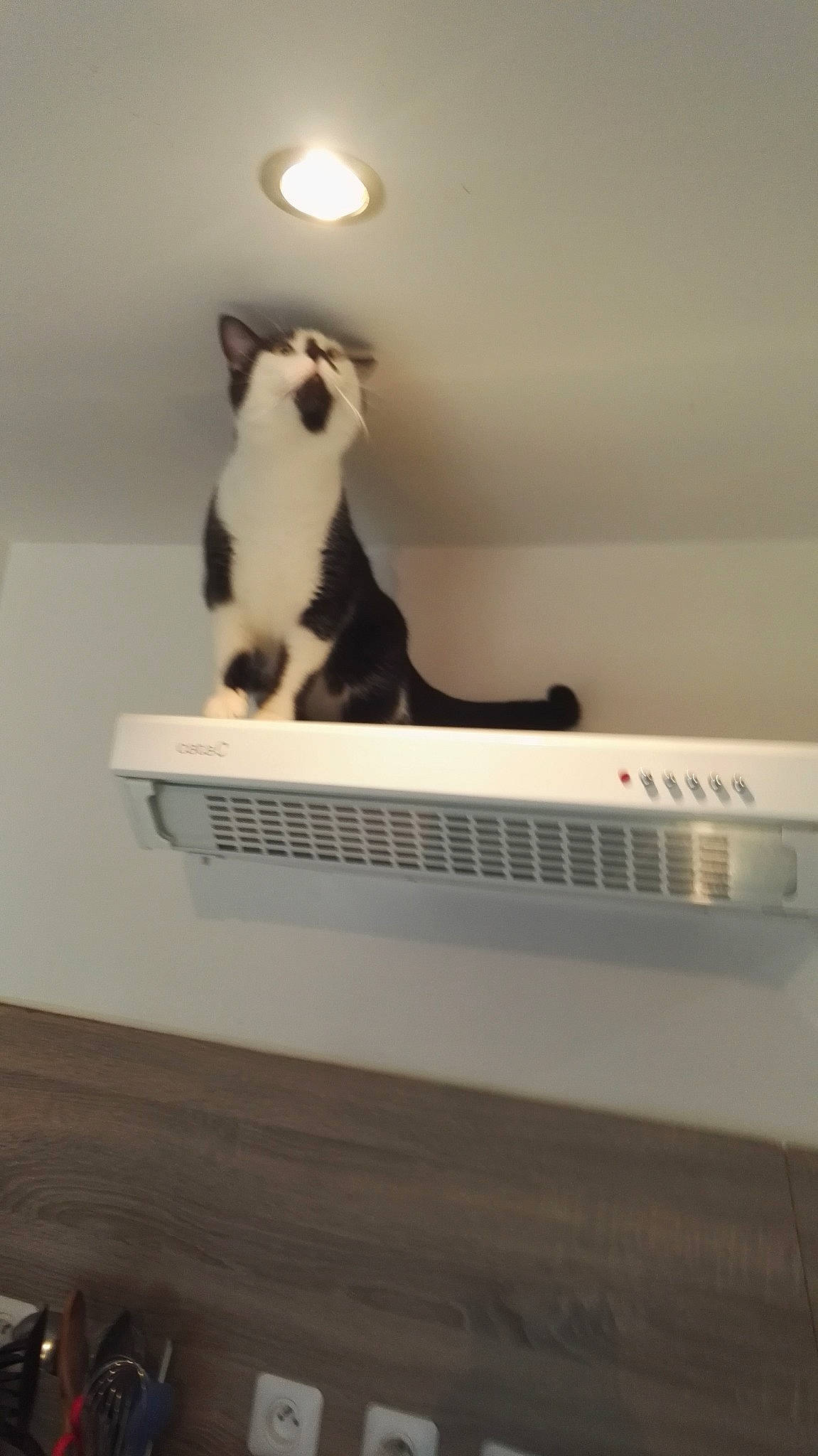 Obi-wan a rejoint le concours — aidez-le/la à gagner de superbes lots ! canidae, carnivore, cat, felidae, room, small_to_medium_sized_cats, stairs, tail, whiskers