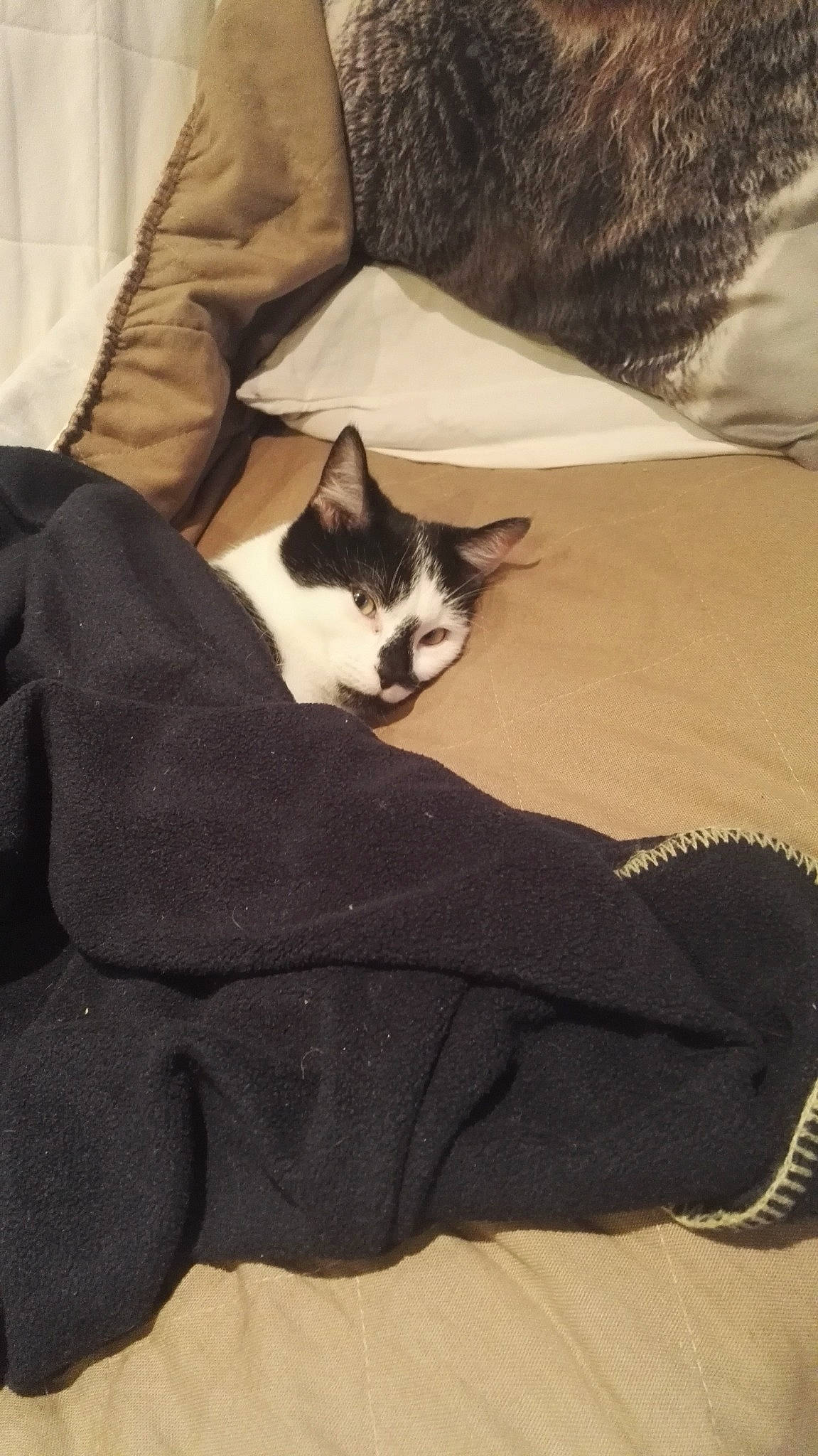 Obi-wan participe au concours pour gagner de l'argent avec cette photo : carnivore, cat, domestic_short_haired_cat, felidae, fur, kitten, leg, small_to_medium_sized_cats, snowshoe, tail, whiskers