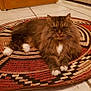 cat, fluffy, indoor, rug, floor, tile, brown, white_paws, door, furniture, pet, animal, relaxed, lying_down, home, domestic, whiskers, feline, decor, cozy