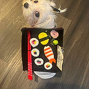 Sushi joined the competition — help win amazing prizes! dog, white_dog, fluffy_dog, pet, sushi, felt_food, chopsticks, tray, wooden_floor, cute, looking_up, red_chopsticks, toy_food, indoor, animal, small_dog, decor, playful, black_hair_tie, closeup