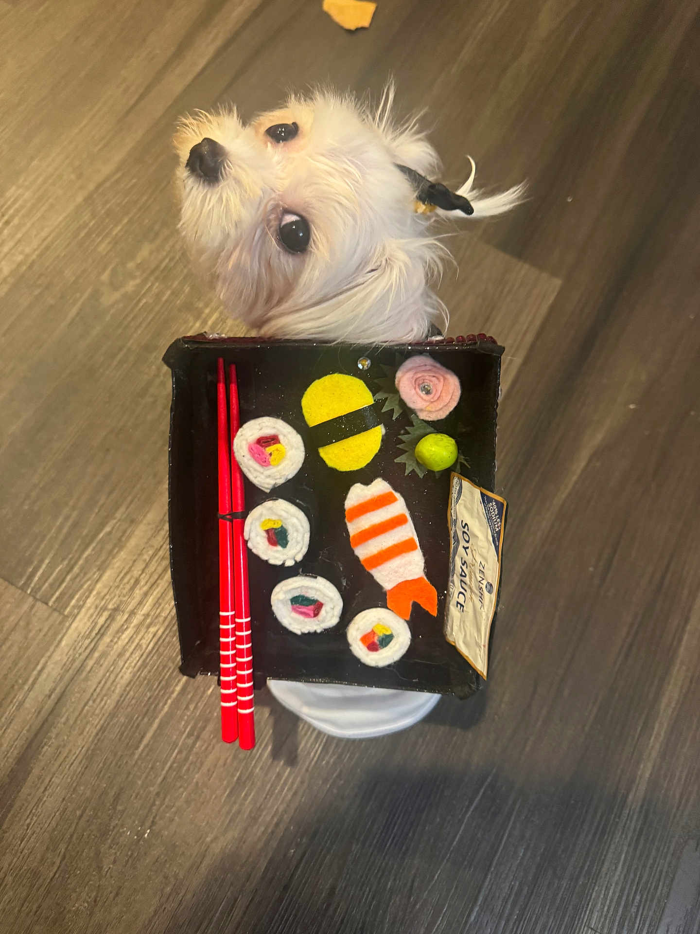 Sushi joined the competition — help win amazing prizes! dog, white_dog, fluffy_dog, pet, sushi, felt_food, chopsticks, tray, wooden_floor, cute, looking_up, red_chopsticks, toy_food, indoor, animal, small_dog, decor, playful, black_hair_tie, closeup