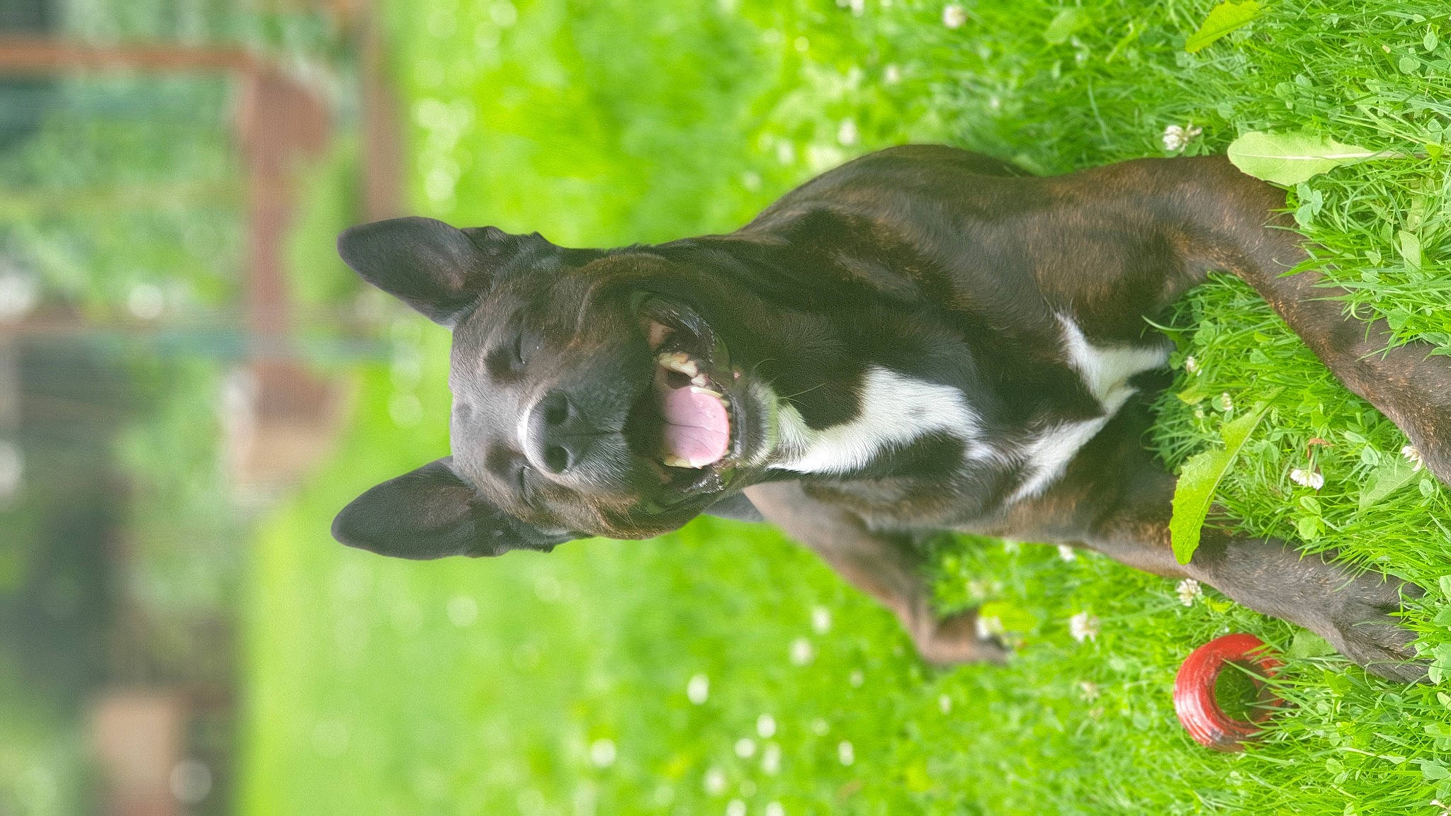 Jengo a rejoint le concours — aidez-le/la à gagner de superbes lots ! canidae, carnivore, collar, companion_dog, dog, dog_breed, dog_collar, fawn, grass, guard_dog, plant, puppy, snout, sporting_group, tail, terrestrial_animal, vertebrate, whiskers, working_animal, working_dog