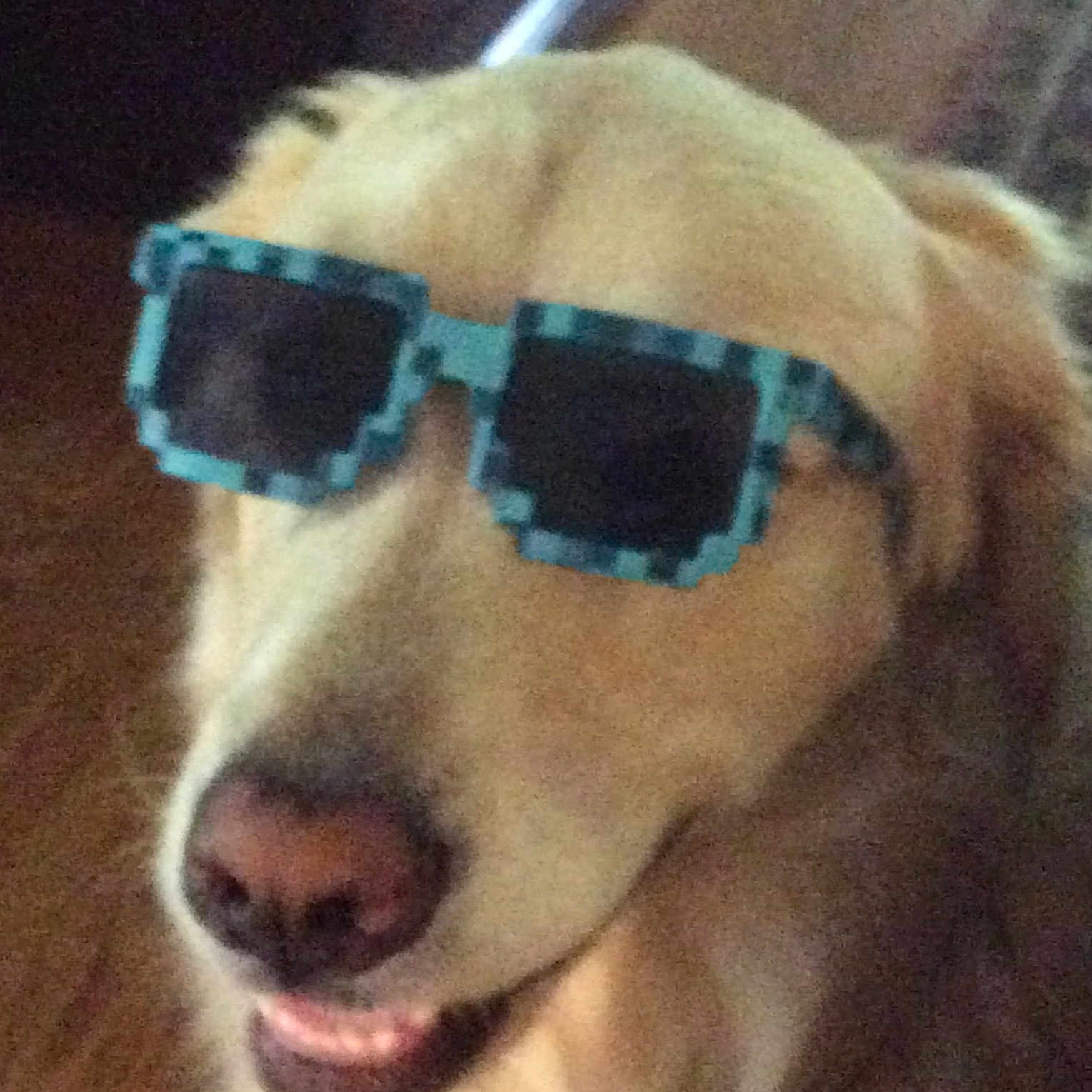 Auggie