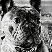 Gronk joined the competition — help win amazing prizes! dog, french_bulldog, pet, close_up, portrait, black_and_white, collar, ears, wrinkles, fur, animal, cute, face, eyes, nose, indoor, expression, mammal, companion, domestic