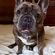Gronk is registered to the contest to win money with this photo: dog, french_bulldog, pet, animal, indoors, bed, white_bedspread, drool, close_up, brown_fur, ears, eyes, cute, expression, sitting, floor, furniture, wooden, portrait, companion