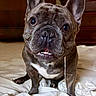 dog, french_bulldog, pet, animal, indoors, bed, white_bedspread, drool, close_up, brown_fur, ears, eyes, cute, expression, sitting, floor, furniture, wooden, portrait, companion