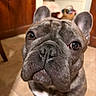 Gronk is registered to the contest to win money with this photo: dog, french_bulldog, brindle, pet, indoor, floor, tile, ears, face, close_up, animal, curious, brown, white_marking, looking_up, household, furniture, basket, canine, companion