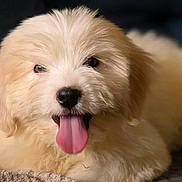 Achille a rejoint le concours — aidez-le/la à gagner de superbes lots ! adorable, animal, blanket, closeup, cozy, cute, dog, ears, face, fluffy, fur, happy, indoor, lying_down, nose, pet, puppy, soft, tongue_out, young