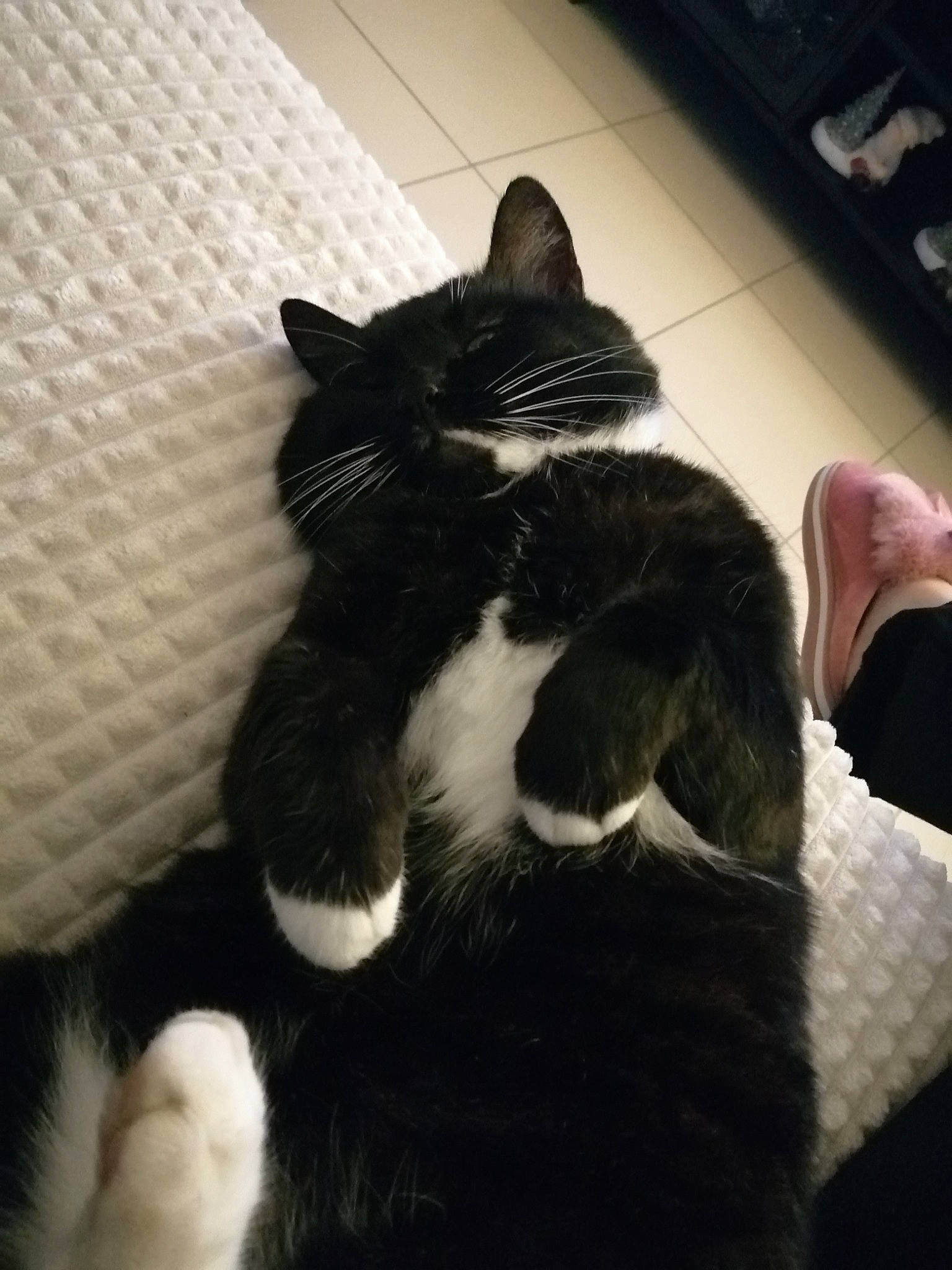 Zouzou participe au concours pour gagner de l'argent avec cette photo : carnivore, cat, claw, comfort, domestic_short_haired_cat, felidae, flooring, fur, gesture, monochrome, monochrome_photography, paw, small_to_medium_sized_cats, snout, tail, terrestrial_animal, whiskers