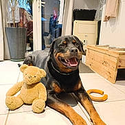 Marley participe au concours pour gagner de l'argent avec cette photo : rottweiler, dog, teddy_bear, toy, indoor, floor, tile, smiling, pet, wooden_furniture, plant, window, curtain, cozy, domestic, animal, happy, relaxed, household, companion