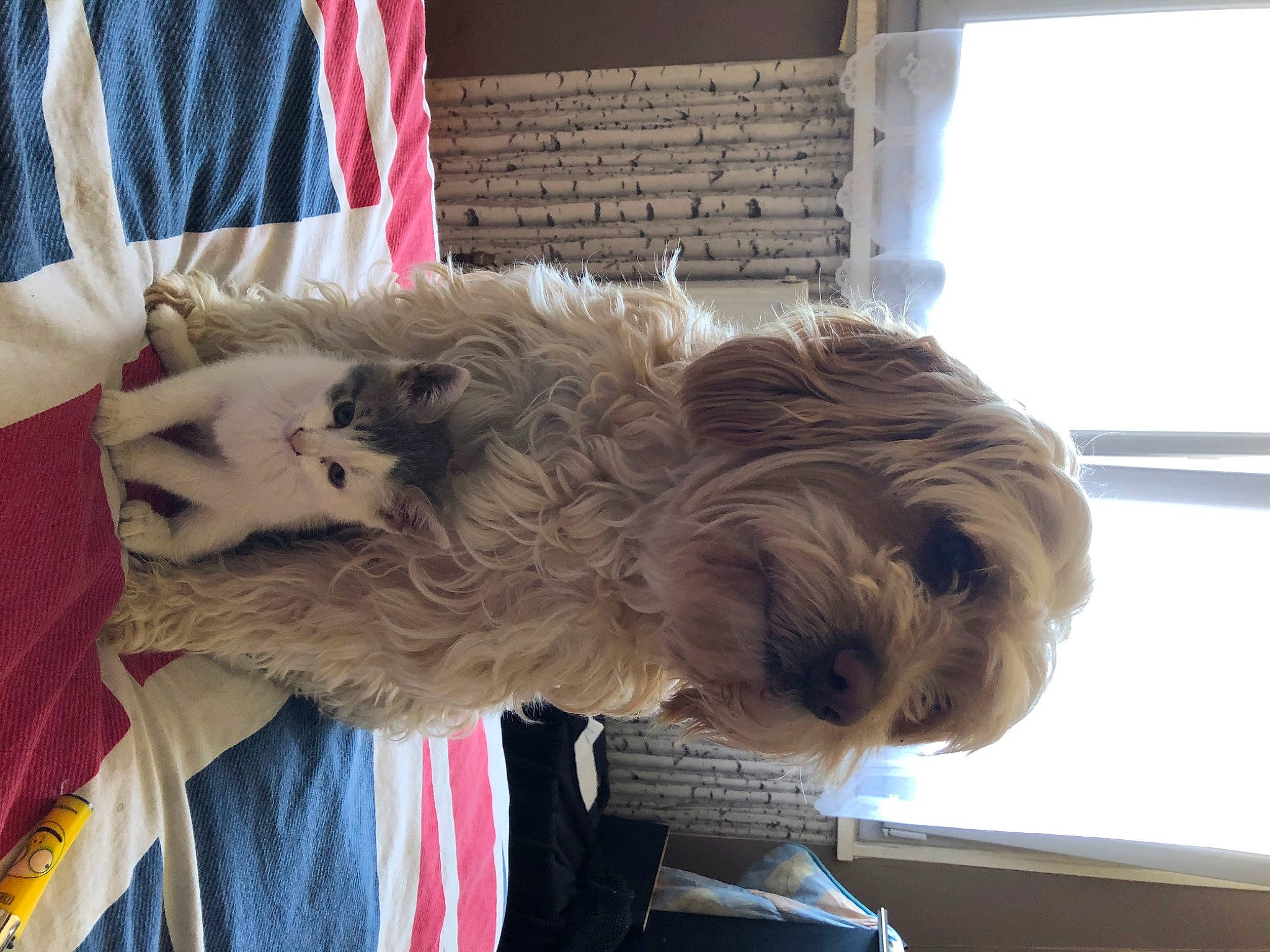 Kalie participe au concours pour gagner de l'argent avec cette photo : canidae, carnivore, companion_dog, dog, dog_breed, glen_of_imaal_terrier, irish_soft_coated_wheaten_terrier, lhasa_apso, nap, non_sporting_group, puppy, schnoodle, shih_tzu, sporting_group, terrier, tibetan_terrier, toy_dog