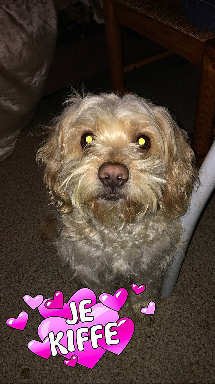 Kalie a rejoint le concours — aidez-le/la à gagner de superbes lots ! bolonka, canidae, carnivore, companion_dog, dog, dog_breed, lhasa_apso, mammal, morkie, puppy, rare_breed_dog, schnoodle, shih_tzu, small_terrier, snout, sporting_group, terrier, vertebrate, yorkipoo, yorkshire_terrier