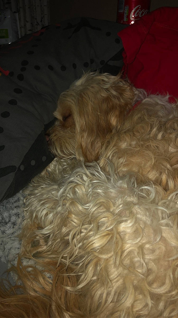 Kalie participe au concours pour gagner de l'argent avec cette photo : bolonka, briard, canidae, carnivore, catalan_sheepdog, dog, dog_breed, dutch_smoushond, fawn, fur, glen_of_imaal_terrier, goldendoodle, irish_soft_coated_wheaten_terrier, irish_wolfhound, otterhound, rare_breed_dog, spinone_italiano, sporting_group, terrier, tibetan_terrier