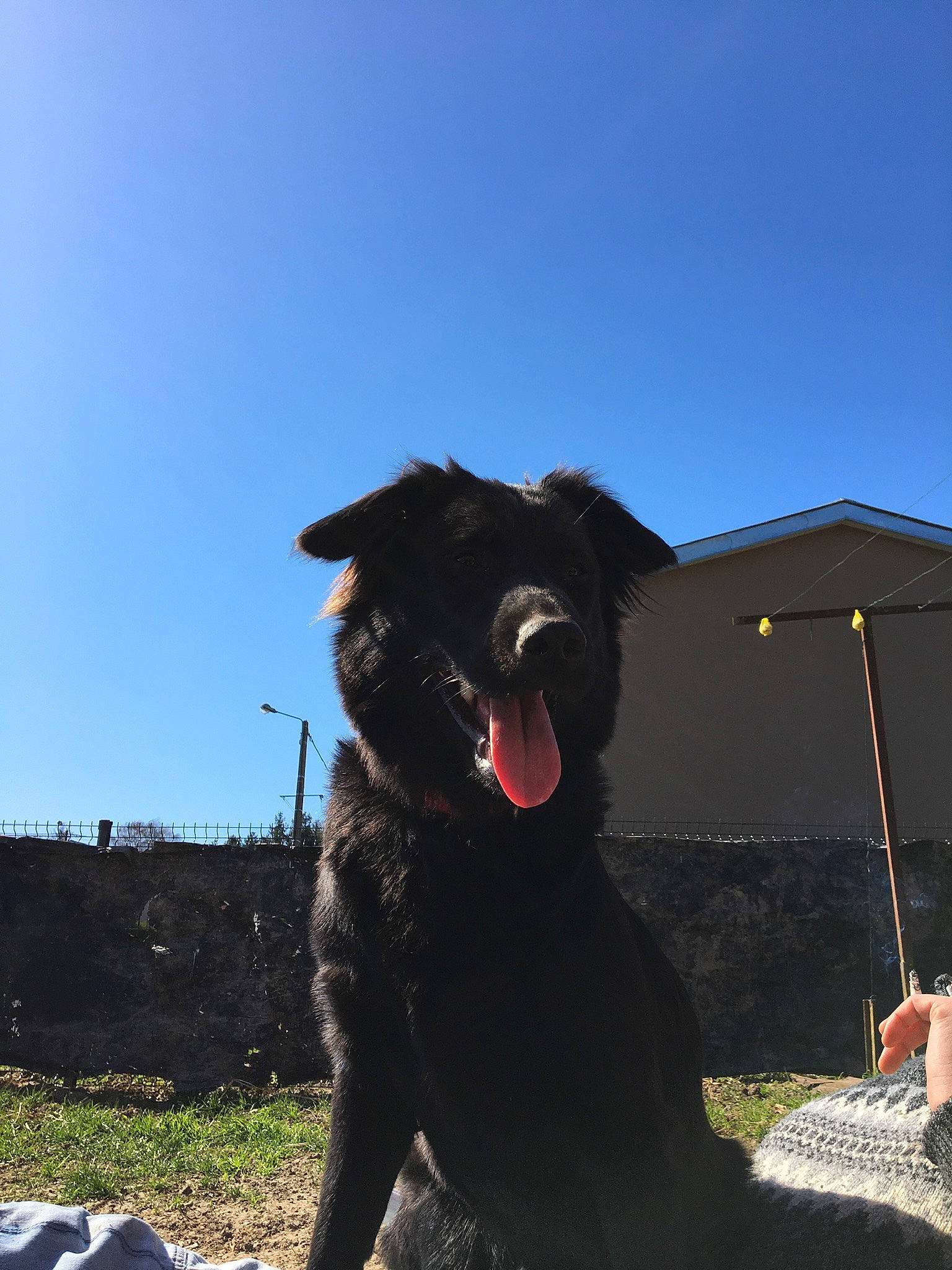 Phillyce participe au concours pour gagner de l'argent avec cette photo : belgian_shepherd, borador, canidae, carnivore, dog, dog_breed, flat_coated_retriever, groenendael, mammal, newfoundland, rare_breed_dog, sky, snout, sporting_group, vertebrate