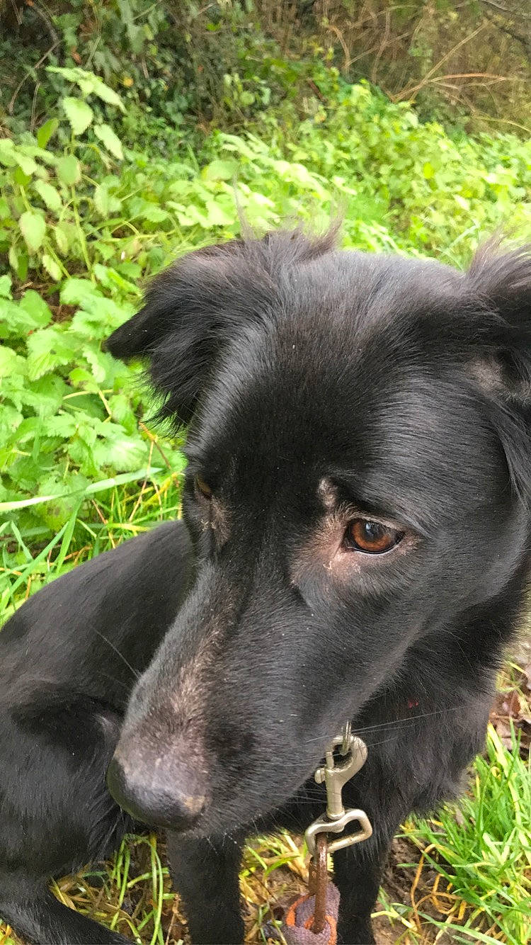 Phillyce participe au concours pour gagner de l'argent avec cette photo : borador, canidae, carnivore, companion_dog, dog, dog_breed, flat_coated_retriever, longhaired_whippet, mammal, patterdale_terrier, rare_breed_dog, snout, sporting_group, vertebrate