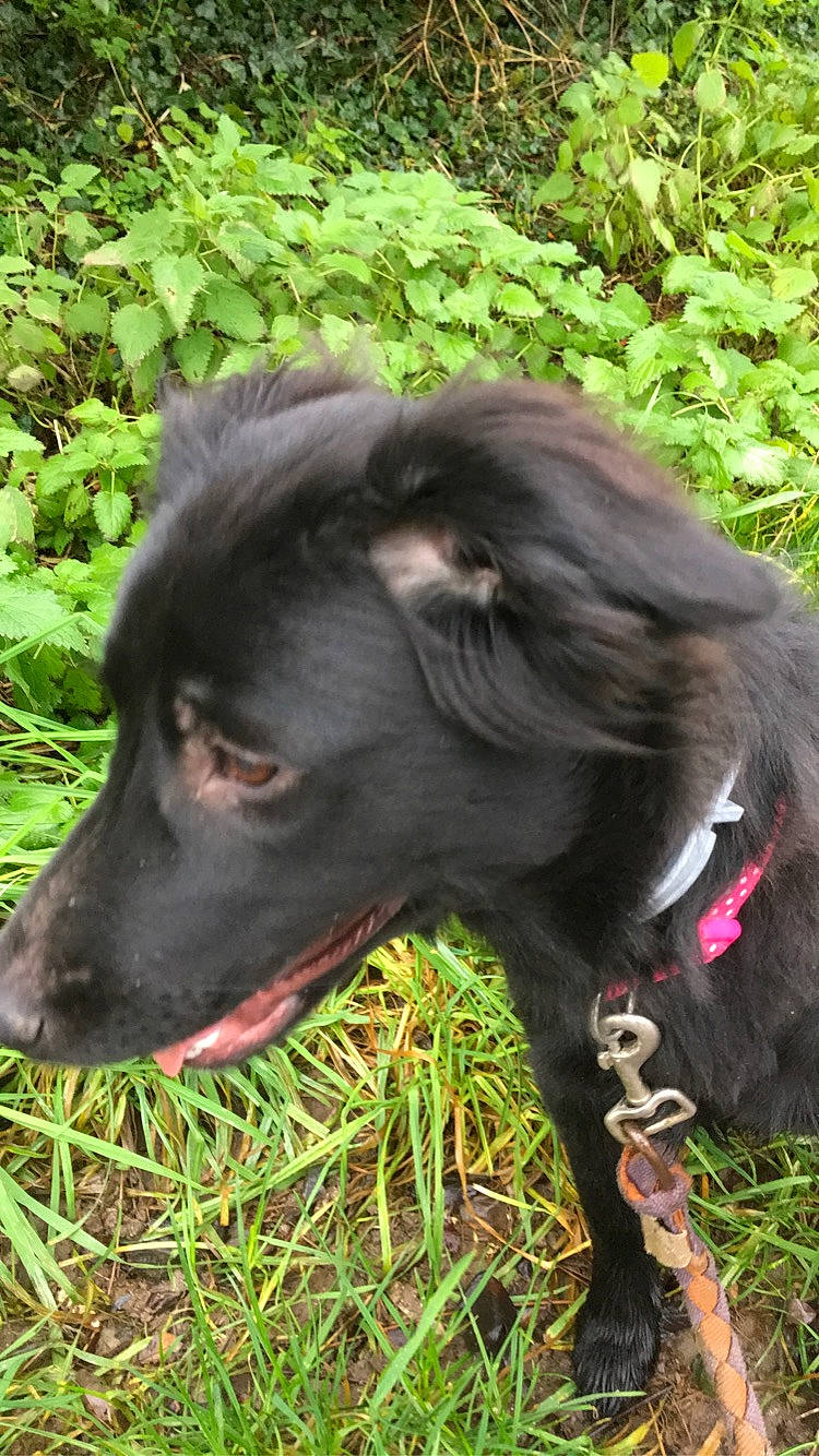 Phillyce a rejoint le concours — aidez-le/la à gagner de superbes lots ! boykin_spaniel, canidae, carnivore, companion_dog, dog, dog_breed, flat_coated_retriever, grass, snout, sporting_group