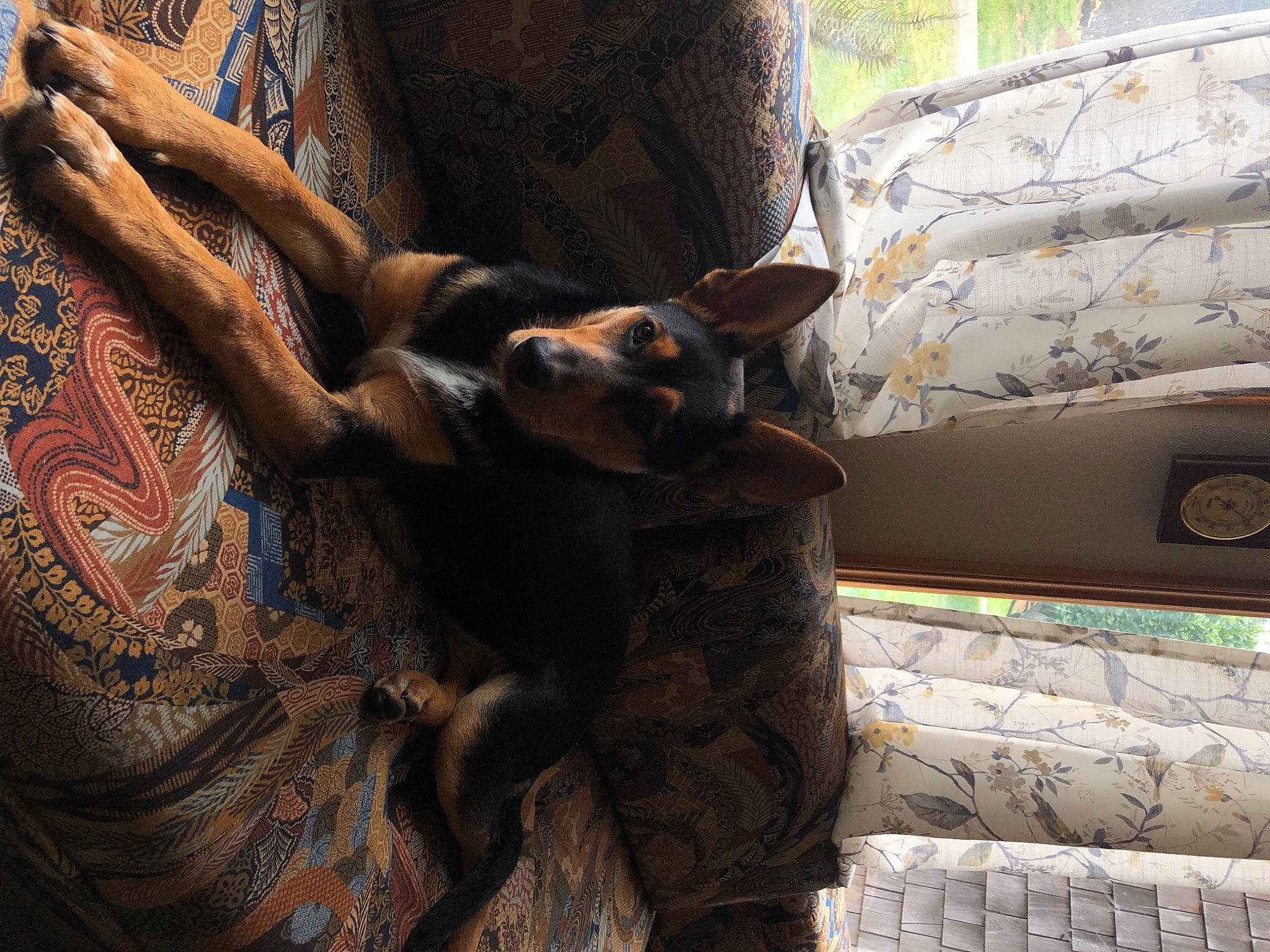 Alfred is registered to the contest to win money with this photo: brown, carnivore, comfort, companion_dog, dog, dog_breed, fawn, felidae, fur, human_leg, pattern, sleeve, sporting_group, temporary_tattoo, terrestrial_animal, tints_and_shades, tree, trunk, wood, working_animal