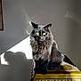 animal, black_cat, calm, cat, decor, domestic_cat, feline, fluffy_fur, furry, household, indoor, natural_light, ornate_furniture, pet, portrait, shadow, sitting, sunlight, wall, yellow_eyes