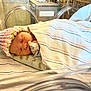 newborn, baby, hospital, incubator, blanket, knitted_hat, sleeping, infant, patient, medical_equipment, striped, cute, peaceful, pediatric, healthcare, bed, resting, tender, child, portrait