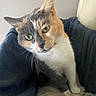 Hebenne participe au concours pour gagner de l'argent avec cette photo : animal, blanket, calico_cat, cat, closeup, comfortable, cozy, curious, cute, domestic, feline, fur, green_eyes, indoor, pet, portrait, resting, sitting, soft_light, whiskers