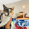 Hebenne a rejoint le concours — aidez-le/la à gagner de superbes lots ! birthday_candle, calico_cat, can, candle_flame, cat, celebration, close_up, curious, cute, domestic_animal, feline, green_eyes, hand, holding, indoor, living_room, person, pet_food, photo_collage, television