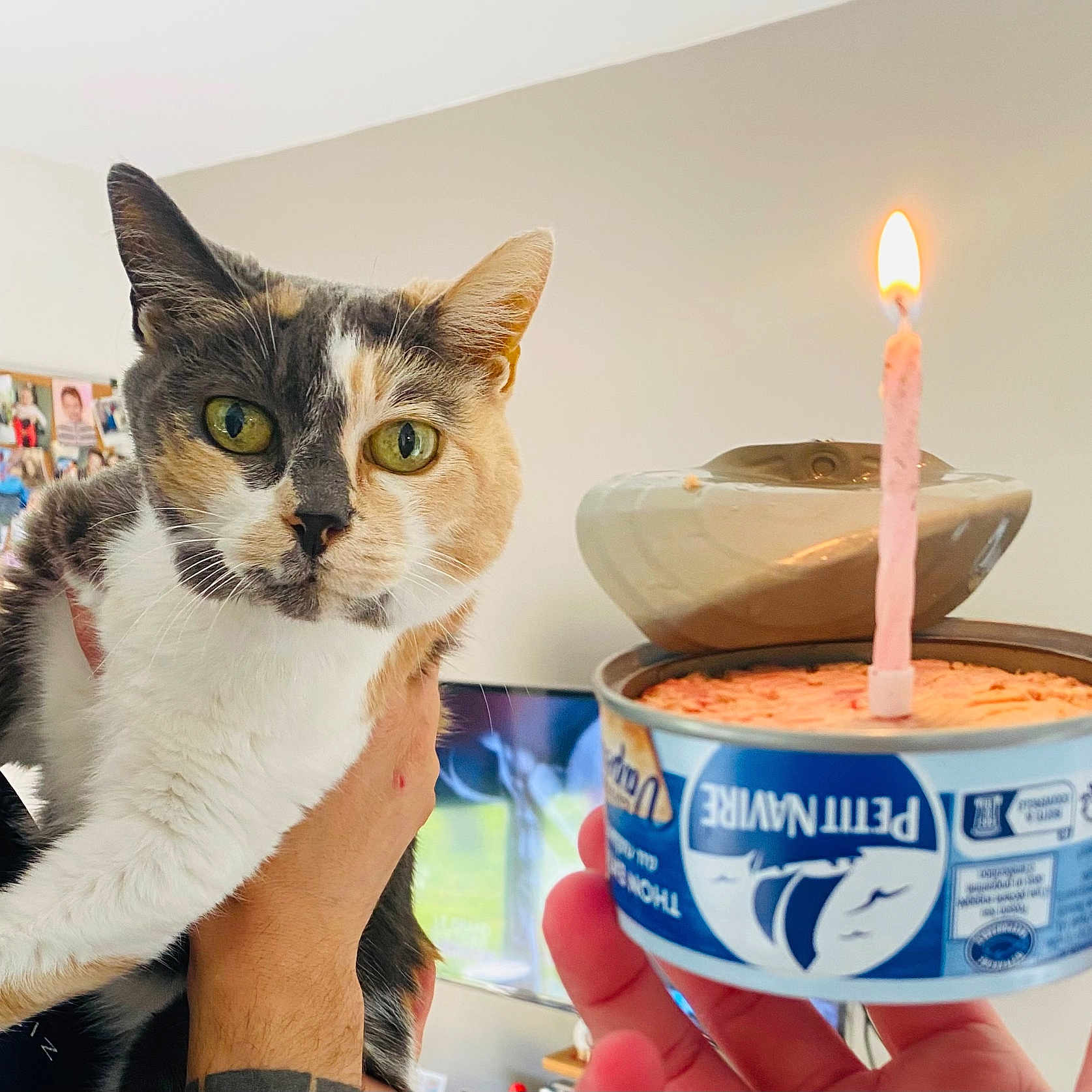 Hebenne a rejoint le concours — aidez-le/la à gagner de superbes lots ! birthday_candle, calico_cat, can, candle_flame, cat, celebration, close_up, curious, cute, domestic_animal, feline, green_eyes, hand, holding, indoor, living_room, person, pet_food, photo_collage, television
