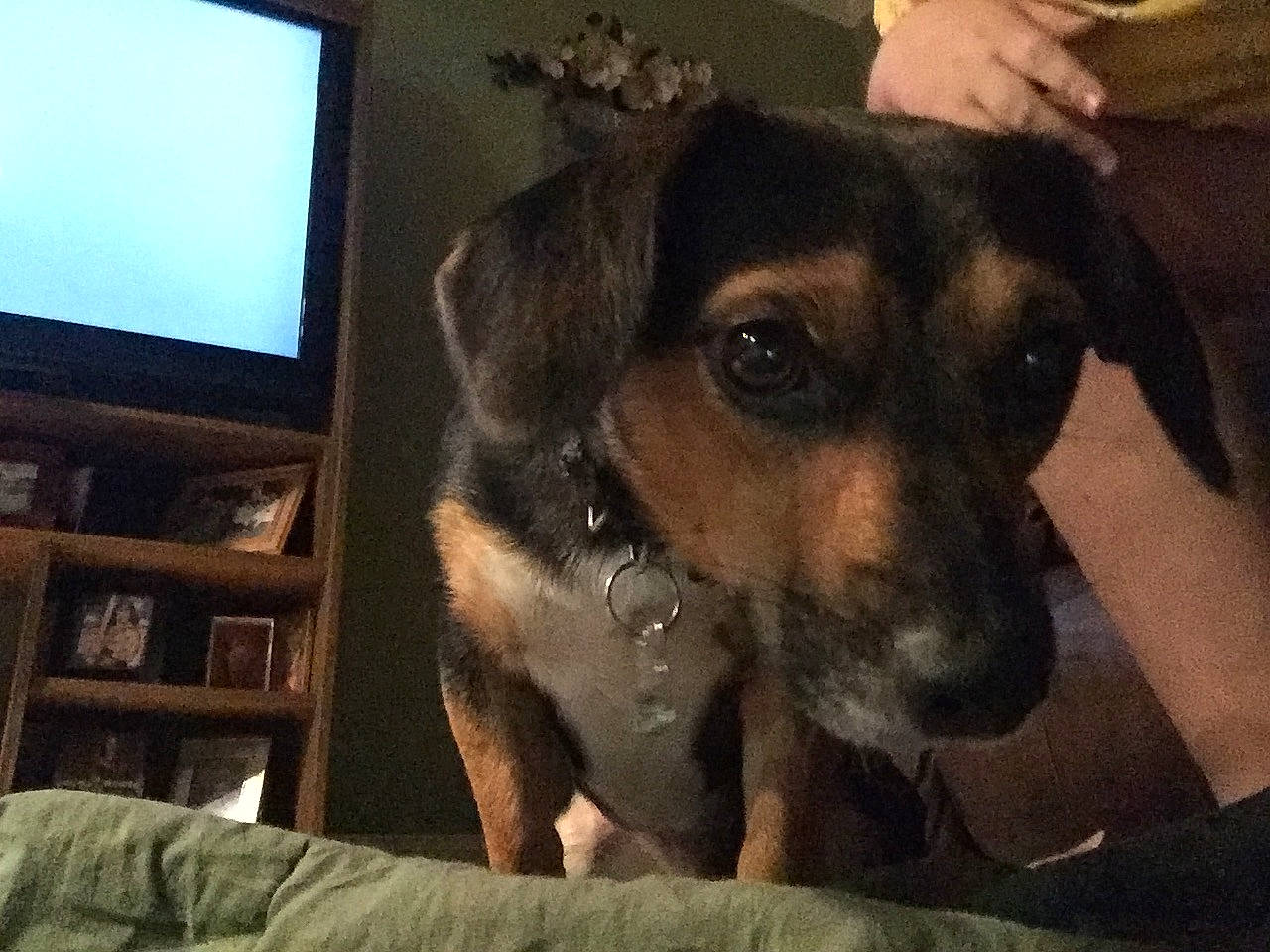 Scout joined the competition — help win amazing prizes! black_and_tan_terrier, canidae, carnivore, dog, dog_breed, ear, eye, huntaway, mammal, nose, potcake_dog, puppy, snout, sporting_group, vertebrate, whiskers