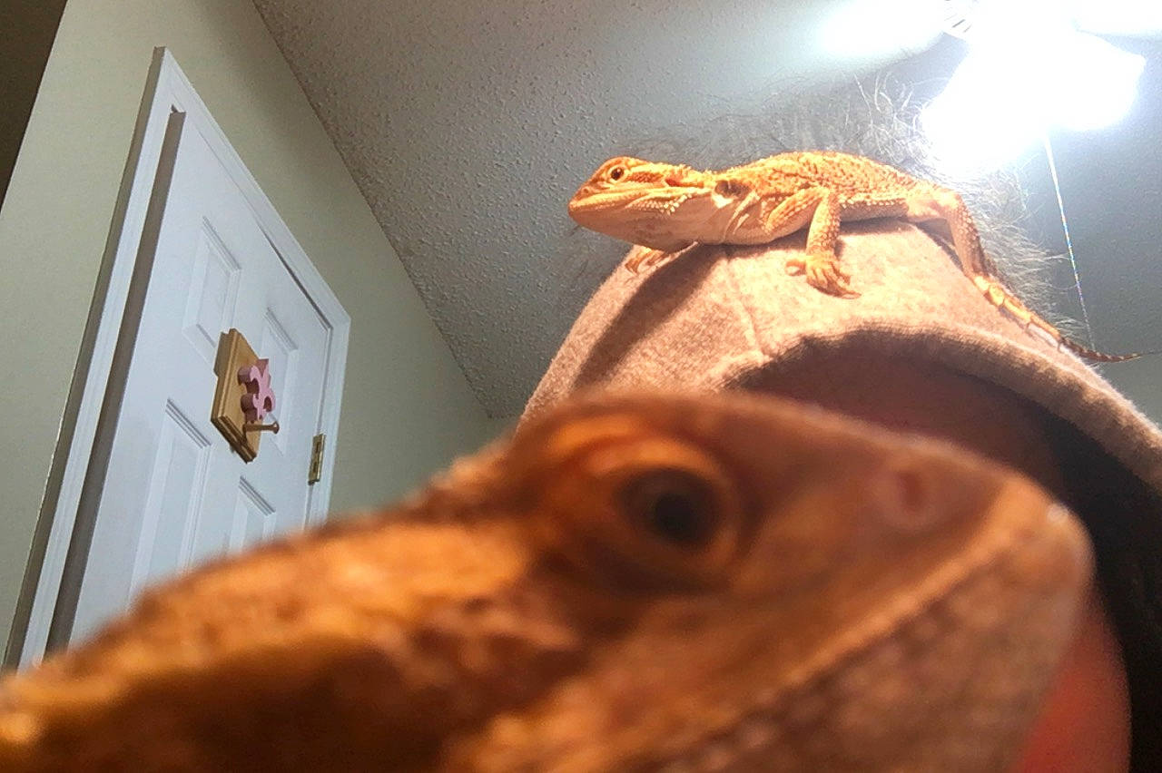 Simba joined the competition — help win amazing prizes! dragon_lizard, iguana, iguania, lizard, reptile, scaled_reptile