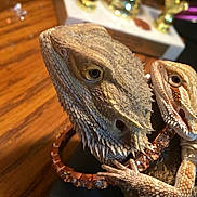 Nala joined the competition — help win amazing prizes! agama, dragon_lizard, iguana, iguania, lizard, reptile, scaled_reptile