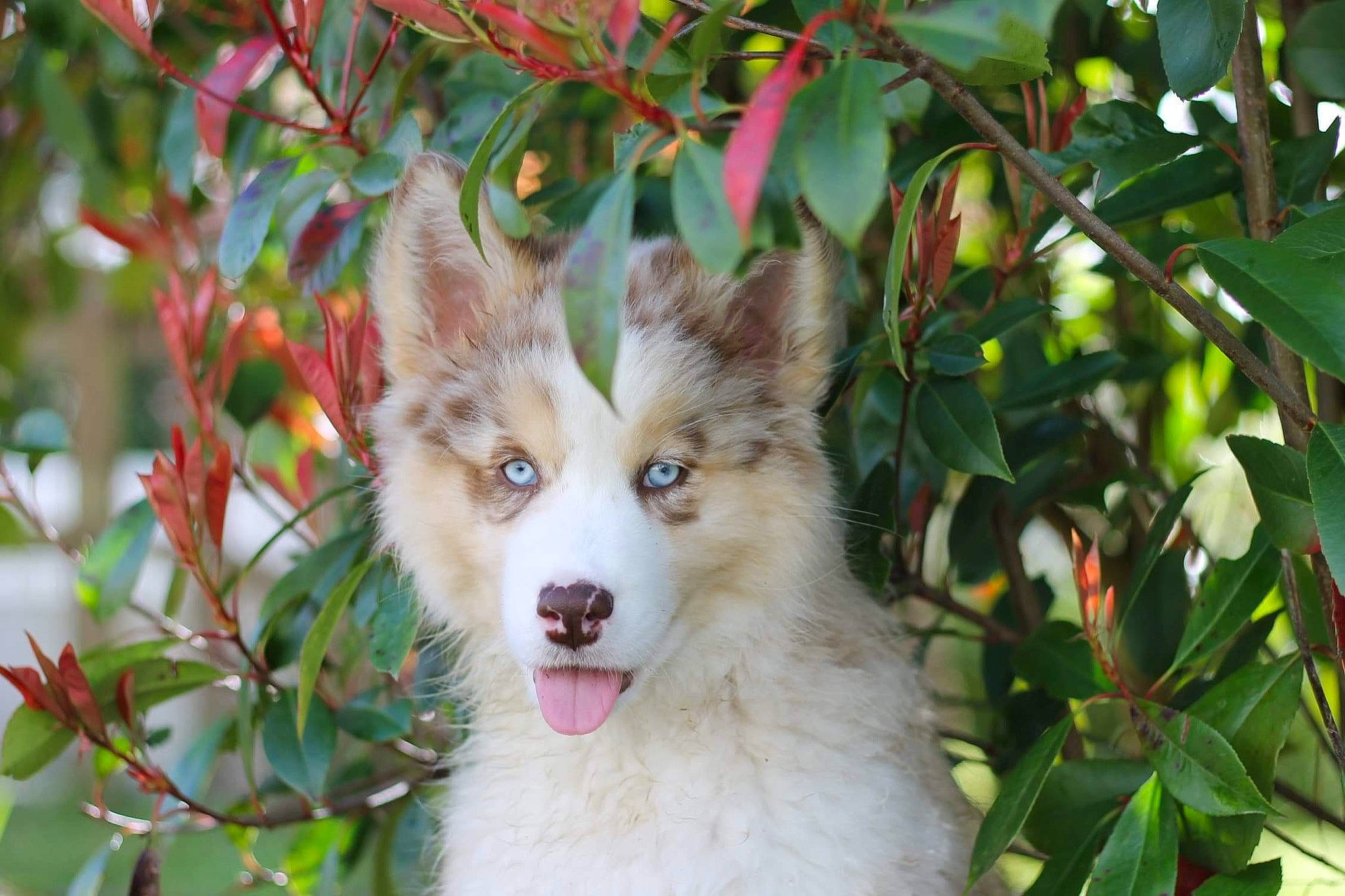 Kiara a rejoint le concours — aidez-le/la à gagner de superbes lots ! canidae, canis, carnivore, companion_dog, dog, dog_breed, eye, eyelash, fawn, fur, grass, head, iris, plant, snout, sporting_group, tree, twig, whiskers, working_animal