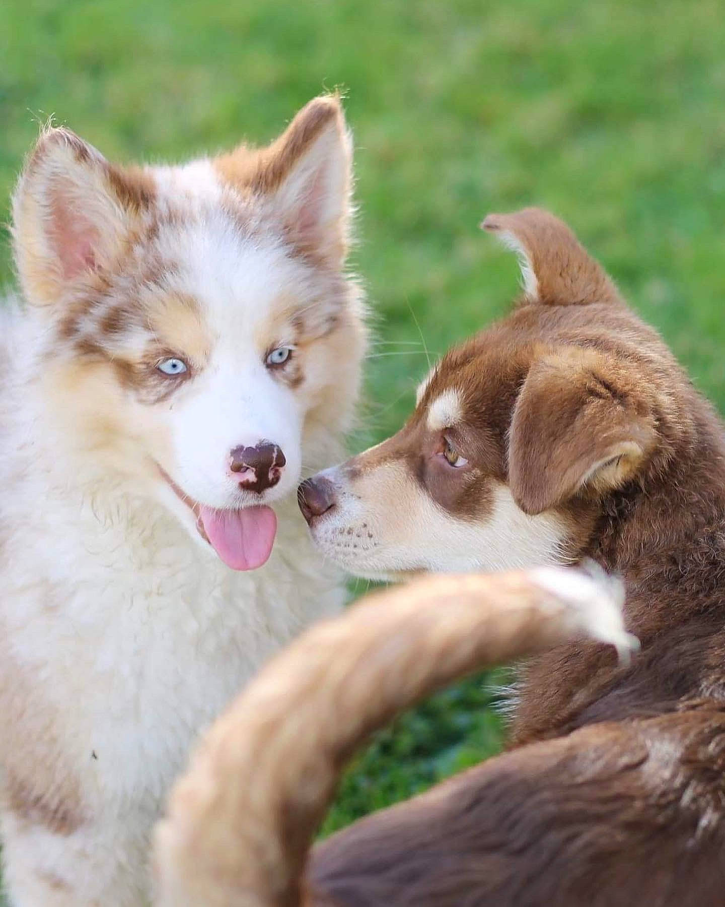 Kiara a rejoint le concours — aidez-le/la à gagner de superbes lots ! canidae, carnivore, collar, companion_dog, dog, dog_breed, dog_collar, fawn, fur, grass, leash, sled_dog, snout, sporting_group, tail, terrestrial_animal, whiskers, wildlife, working_animal, working_dog