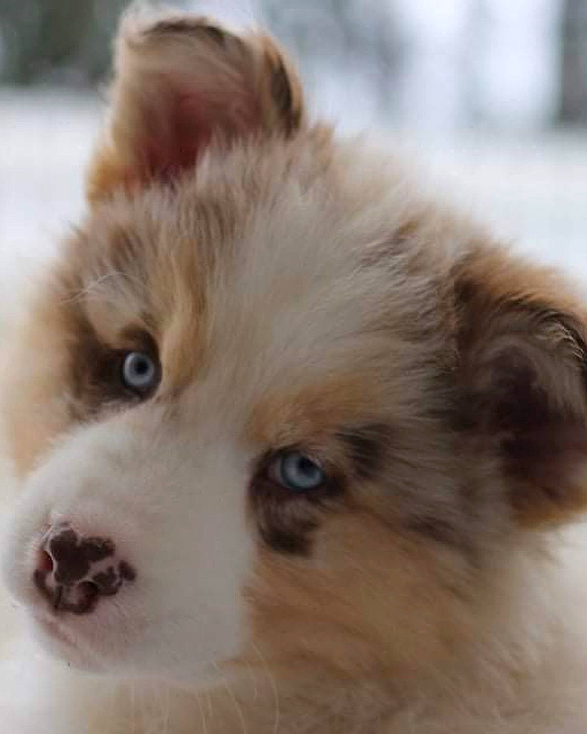 Kiara participe au concours pour gagner de l'argent avec cette photo : ancient_dog_breeds, canidae, carnivore, companion_dog, dog, dog_breed, fawn, fur, german_spitz, german_spitz_klein, german_spitz_mittel, indian_spitz, non_sporting_group, snout, sporting_group, terrestrial_animal, volpino_italiano, whiskers, working_animal, working_dog