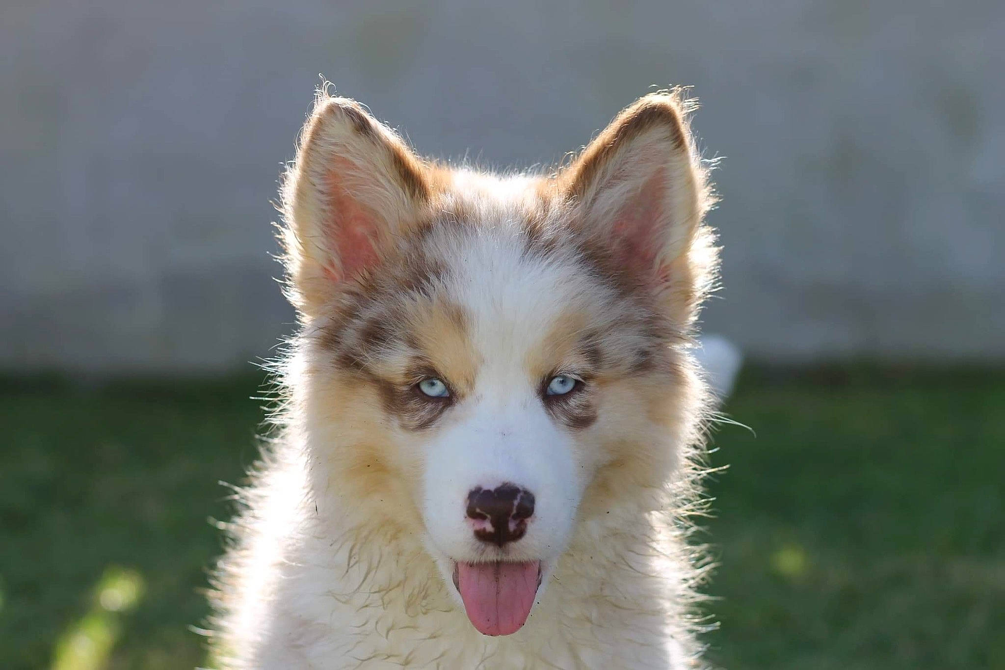 Kiara participe au concours pour gagner de l'argent avec cette photo : ancient_dog_breeds, canidae, canis, carnivore, companion_dog, dog, dog_breed, fang, fur, grass, sled_dog, snout, sporting_group, symmetry, terrestrial_animal, whiskers, wildlife, working_dog