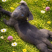 Winter joined the competition — help win amazing prizes! puppy, dog, grass, flowers, daisies, clover, outdoor, nature, cute, animal, pet, greenery, laying_down, blue_eyes, young, sunlight, summer, playful, portrait, curious