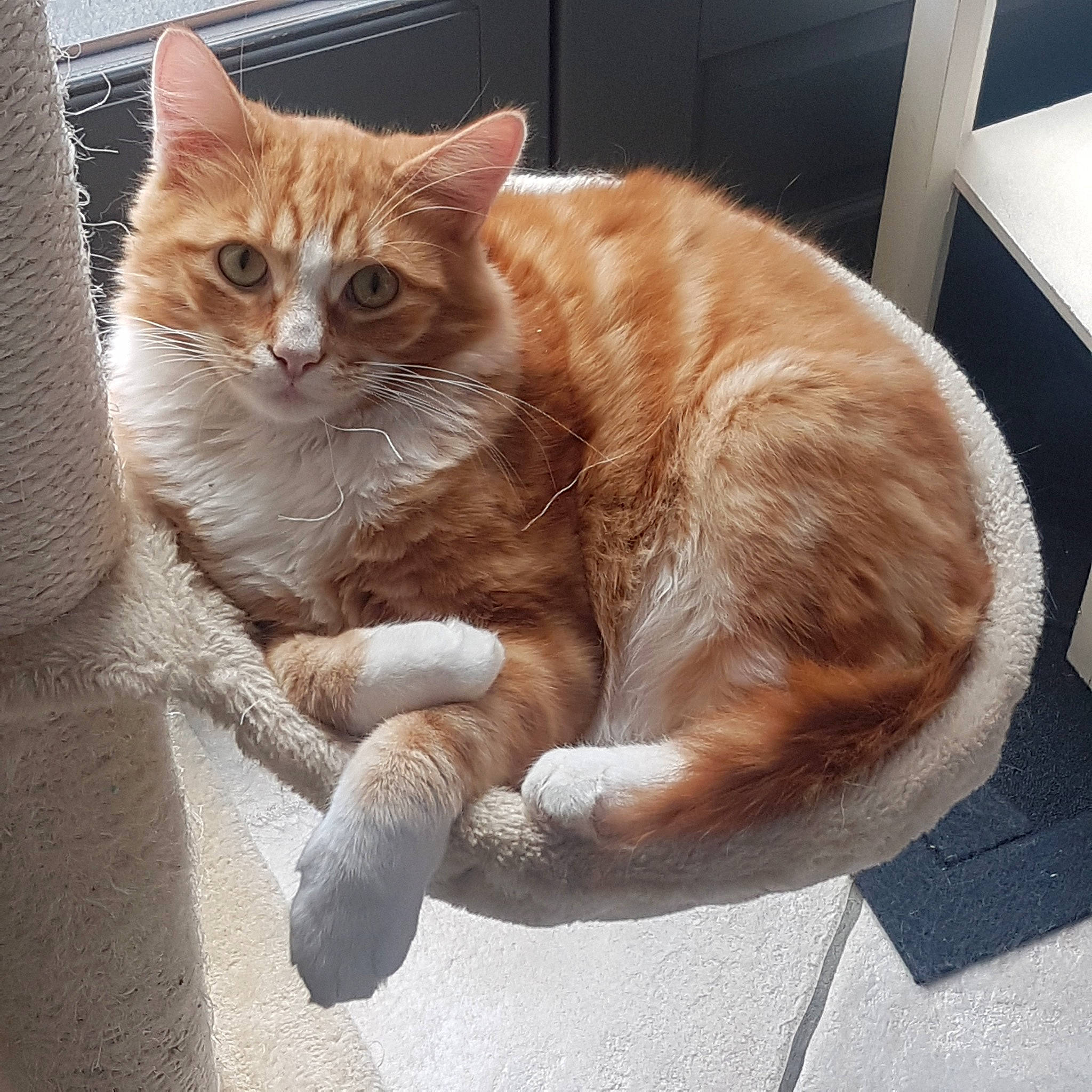 Guyzmo participe au concours pour gagner de l'argent avec cette photo : aegean_cat, arabian_mau, asian, carnivore, cat, cymric, domestic_short_haired_cat, european_shorthair, eye, felidae, fur, german_rex, mammal, ojos_azules, polydactyl_cat, small_to_medium_sized_cats, snapshot, tabby_cat, tail, whiskers