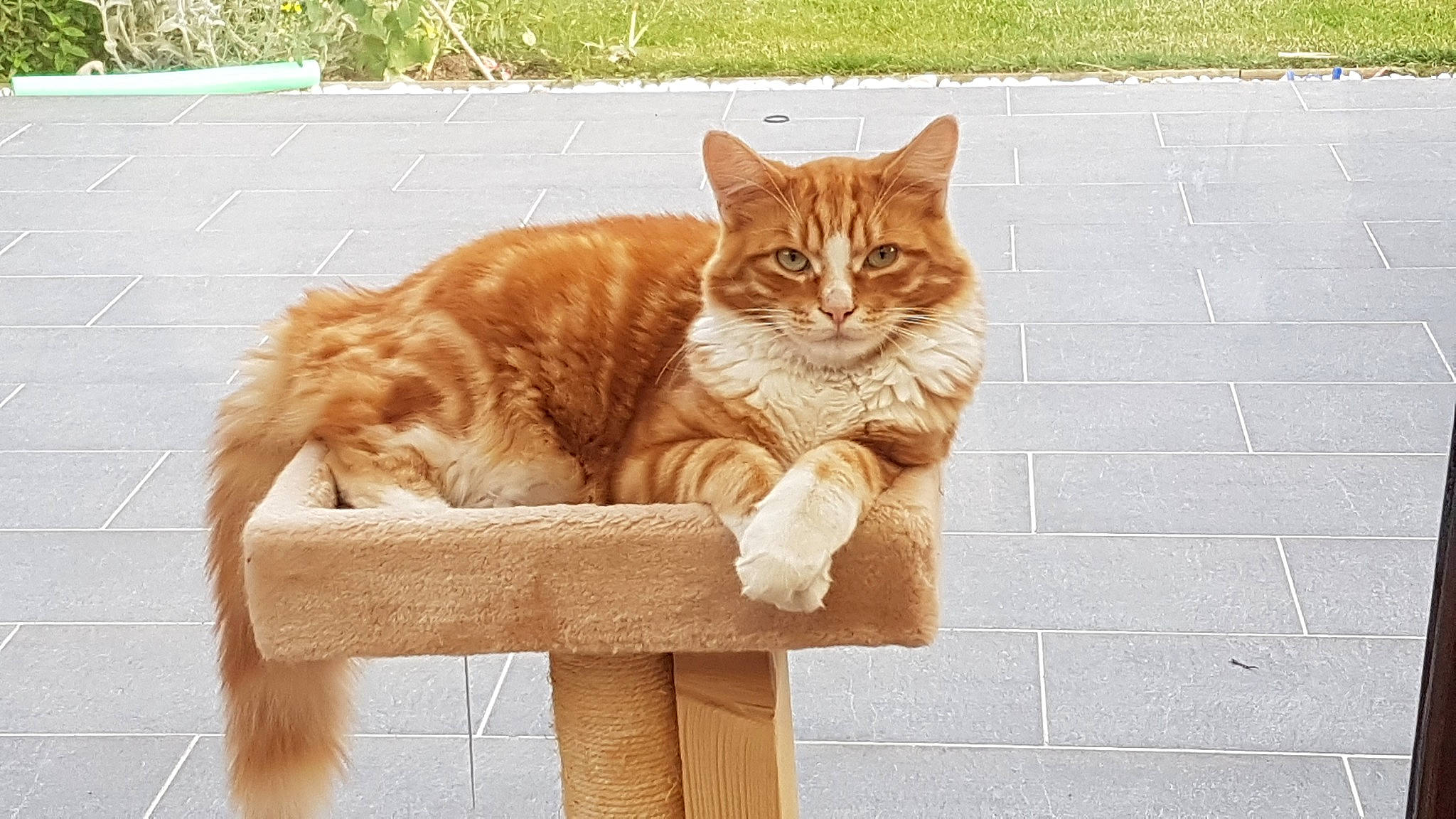 Guyzmo participe au concours pour gagner de l'argent avec cette photo : aegean_cat, asian, carnivore, cat, cymric, domestic_short_haired_cat, european_shorthair, fawn, felidae, kitten, maine_coon, mammal, polydactyl_cat, sitting, small_to_medium_sized_cats, somali, tabby_cat, tail, whiskers, wood