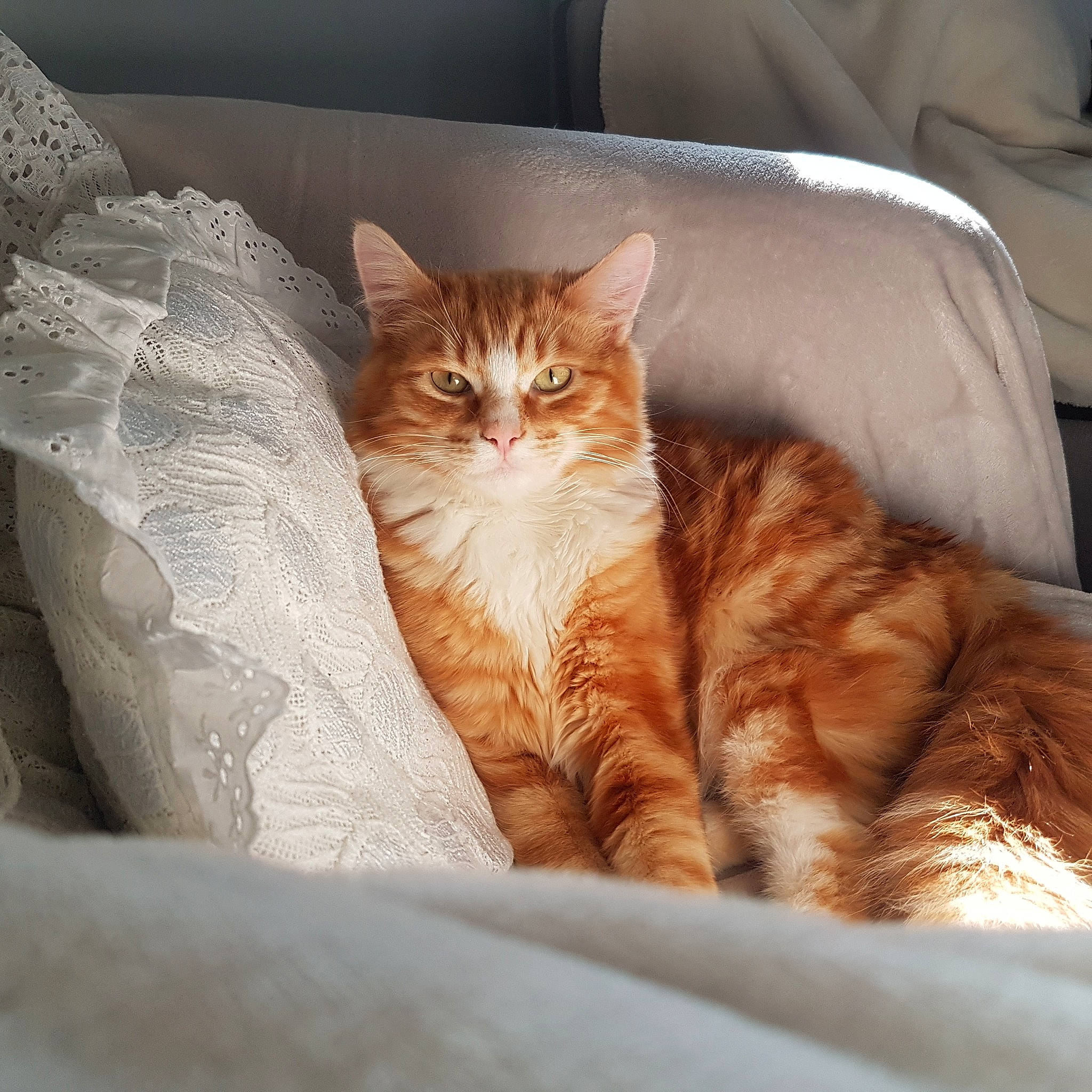 Guyzmo participe au concours pour gagner de l'argent avec cette photo : aegean_cat, asian, british_semi_longhair, carnivore, cat, cymric, domestic_long_haired_cat, domestic_short_haired_cat, dragon_li, european_shorthair, fawn, felidae, fur, kitten, mammal, norwegian_forest_cat, small_to_medium_sized_cats, tabby_cat, tail, whiskers