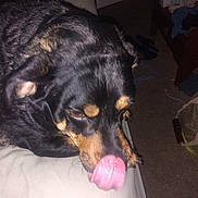 Sammy joined the competition — help win amazing prizes! animal, black_dog, brown_eyes, canine, carpet, casual, closeup, clothes, dog, domestic, ears, furniture, household, indoor, laying_down, licking, nose, pet, resting, tongue
