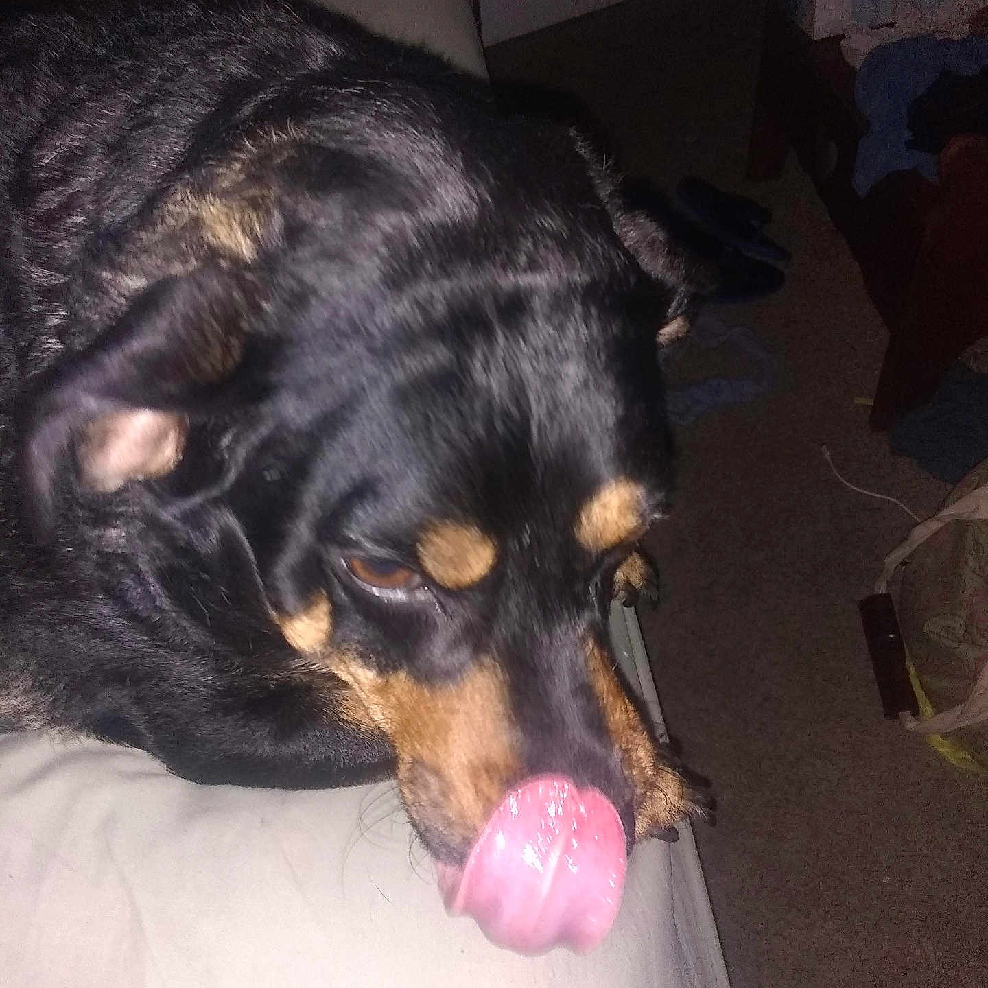 Sammy