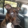 Savannah is registered to the contest to win money with this photo: animal, backseat, blue_eyes, brown_fur, canine, car, close_up, daylight, dog, floppy_ears, interior, leather_seat, nose, pet, portrait, puppy, sitting, travel, vehicle, white_chest